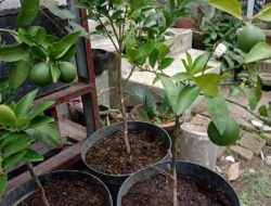 Budidaya Tanaman Buah Dalam Pot
