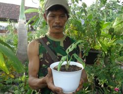 Janda Bolong Rp50.000