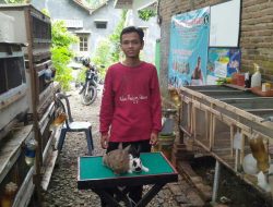 Beternak Kelinci: Dagingnya untuk Kuliner, Kotoran dan Urin Jadi Pupuk Organik