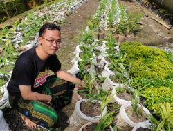 Jahe Merah Hasil Mewah