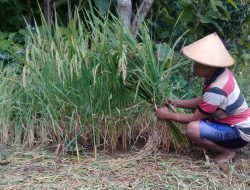 Orang ‘Gila’ Berhasil Cetak Sawah di Lahan Kering