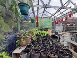 Budidaya Kebun Sayur Organik Sebagai Upaya Ketahanan Pangan