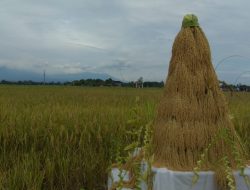Harga Jual Padi Bagus, Tetapi Tidak Optimal