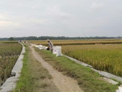 Masa Rendeng, Panen Padi di Tambakagung Memuaskan