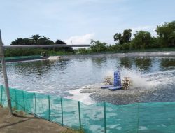 Budidaya Udang Tiga Bulan Panen