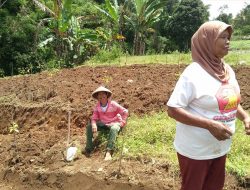 Tak Lagi Sewakan Tanah ke Perusahaan, Rohana Tanam Sayur-mayur