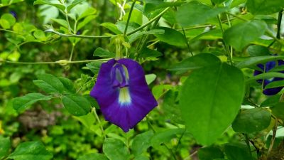 Di Pekarangan Rumah, Bunga Telang Tumbuh Terang