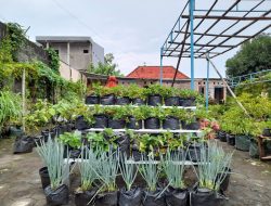 KWT Tuwuh Makmur Manfaatkan Bekas Bangunan Untuk Ketahanan Pangan