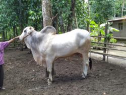 Desa Tanggulangin Kawasan Pembibitan Sapi PO Unggulan Kebumen