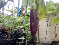 Budidaya Terong KTD Sumber Asri