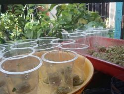 Teknik Akuaponik, Upaya Memanfaatkan Lahan Sempit