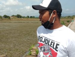 Pemkab Klaten Didesak Membuat Konservasi Rojolele