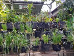 KTD Lombok Ijo Tanam dan Olah Herbal