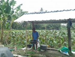 Rawatnya Mudah, Pak Slamet Pilih Menanam Ubi Talas