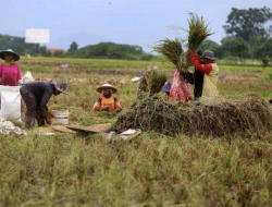 Perempuan Adat Kunci Kedaulatan Pangan
