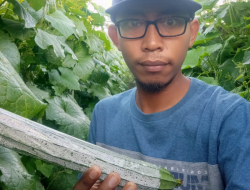 Tani Gambas, 4 Kali Panen Balik Modal Bahkan Petik Untung Lumayan