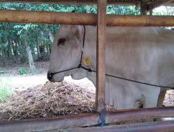 Anggota KTT Ngudi Rahayu Rasakan Manfaat Ikuti Asuransi Ternak Sapi