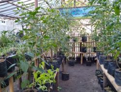 Dirikan Kebun Pangan Swadaya, Desa Logede Ikuti Lomba Bulan Bakti Gotong-royong Tingkat Provinsi