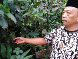 Kang Mul, Bangga Jualan Bibit Tanaman Buah