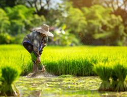 Ada lima kabupaten yang dijadikan lumbung pangan di Sumatera Selatan.