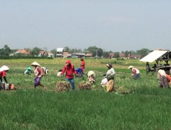 Sektor Pertanian Sangat Penting Hadapi Pandemi