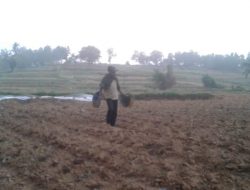 Petani Galau, Hama Tikus Serang Tanaman Tembakau