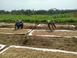 Garap Lahan Milik Kepala Desa, Muhlisin Panen Kacang Tanah