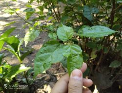 Godong Wahung, Tanaman Liar Kaya Manfaat