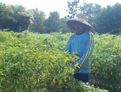 Petani Muda Sumenep Panen Cabai Per Tiga Hari Sekali
