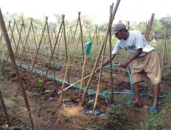Aris Widodo, Tergoda Bertani Setelah Menyimak Konten Pertanian di Medsos