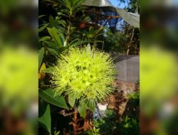 Tanaman Bunga dan Buah yang Disenangi Lebah Klanceng