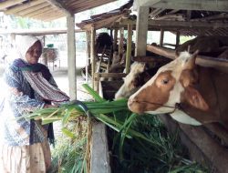 Mbah Giyem, Buruh Tani di Rumah Beternak Sapi