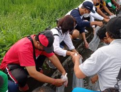 Dukung Program Mina Padi, Wartawan Bali Tebar Benih Ikan di Subak Sembung