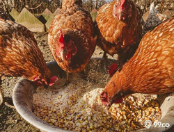 Pakan Ayam Alami Terbaik