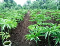 China Syaratkan Registrasi Lahan Porang, Petani Bingung Isi 134 Formulir
