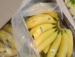 Lima Hal Menarik dari Pisang Cavendish