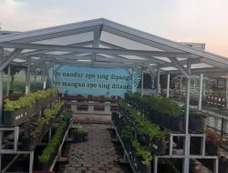 Panti Asuhan Yatim Putra An-Nur Panen Sayur