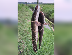 Berburu Ikan Gabus dengan Senapan Angin
