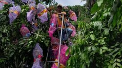 Zaenal Arifin 7 Tahun Menekuni Tanaman Kelengkeng