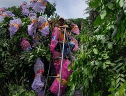 Zaenal Arifin 7 Tahun Menekuni Tanaman Kelengkeng