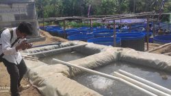 Kawasan Sentra Produksi Perikanan “Mina Mitra” Banjarharjo Produksi 225 Ton Ikan Lele per Tahun