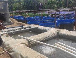Kawasan Sentra Produksi Perikanan “Mina Mitra” Banjarharjo Produksi 225 Ton Ikan Lele per Tahun
