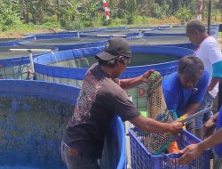 Analisis Usaha Budidaya Lele dalam Kolam Terpal Bulat