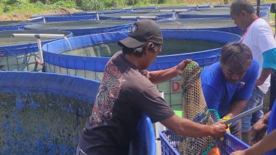 Analisis Usaha Budidaya Lele dalam Kolam Terpal Bulat