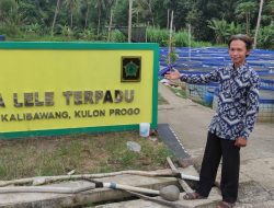 Budidaya Lele Terpadu Banjarharjo Dikonsep Bermanfaat Bagi Kelompok, Masyarakat, dan Pemerintah Desa