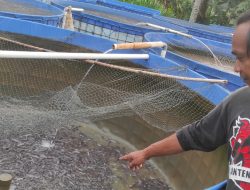 Cara Mengatasi Penyakit Aeromonas pada Ikan Lele