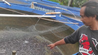 Cara Mengatasi Penyakit Aeromonas pada Ikan Lele