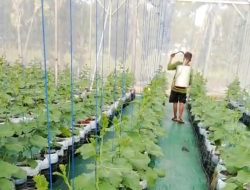 STPL Bekasi Berdayakan Eks Gelandangan dan Pengemis dengan Tanam Melon Cerdas Air