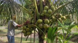 Menanam Kelapa Kopyor Cocok Untuk “Slow Living” di Desa: Satu Pohon Berbuah 8 Janjang 192 Butir