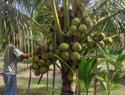 Menanam Kelapa Kopyor Cocok Untuk “Slow Living” di Desa: Satu Pohon Berbuah 8 Janjang 192 Butir